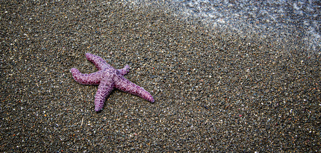 Lost Coast Hiking Places to visit in Northern California