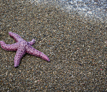 Lost Coast Hiking Places to visit in Northern California